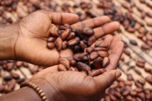 Gros plan sur les mains d'une personne tenant des graines de cacao